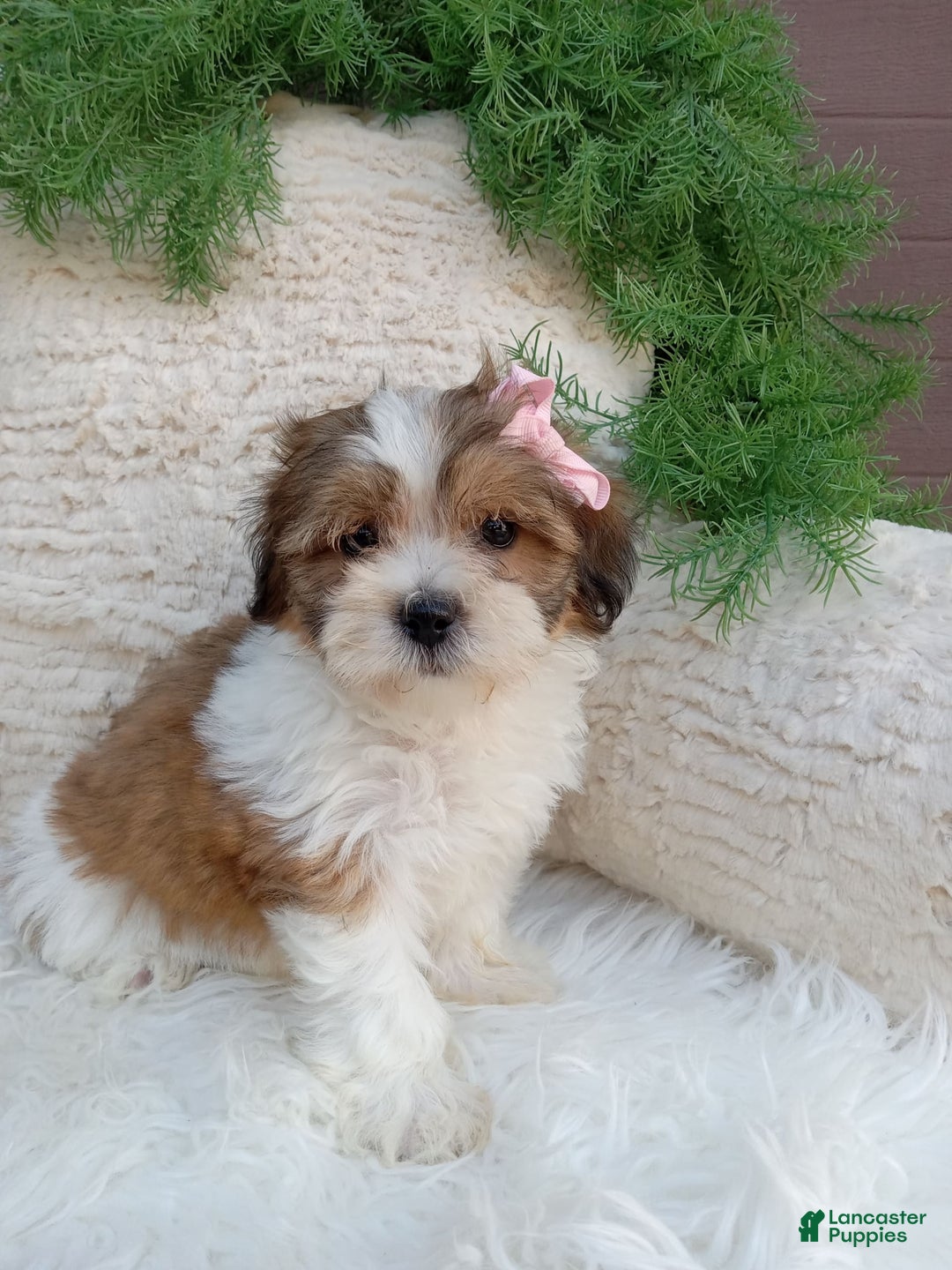 Teddy Bear dogs for sale: Teddy Bear 6 puppies - Image 15