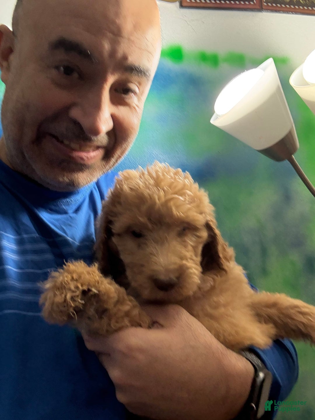 Goldendoodle dogs for sale: Luna - Image 25