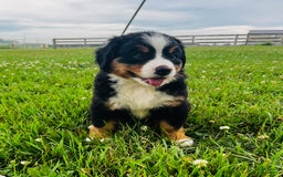Bernese Mountain Dog dogs for sale: Graciana - Image 10