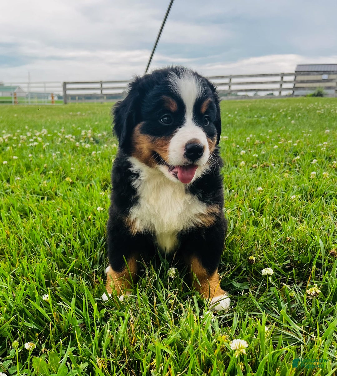 Bernese Mountain Dog dogs for sale: Graciana - Image 10