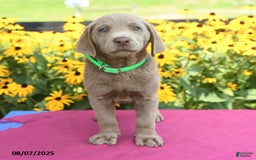 Labrador Retriever dogs for sale: Cody - Image 2