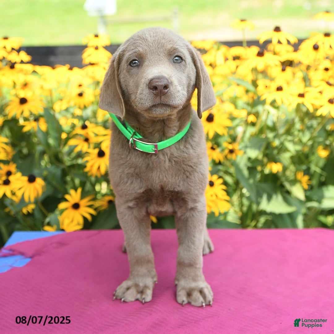 Labrador Retriever dogs for sale: Cody - Image 2