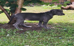 American Bully dogs for sale: Razor Edge Pup - Image 4