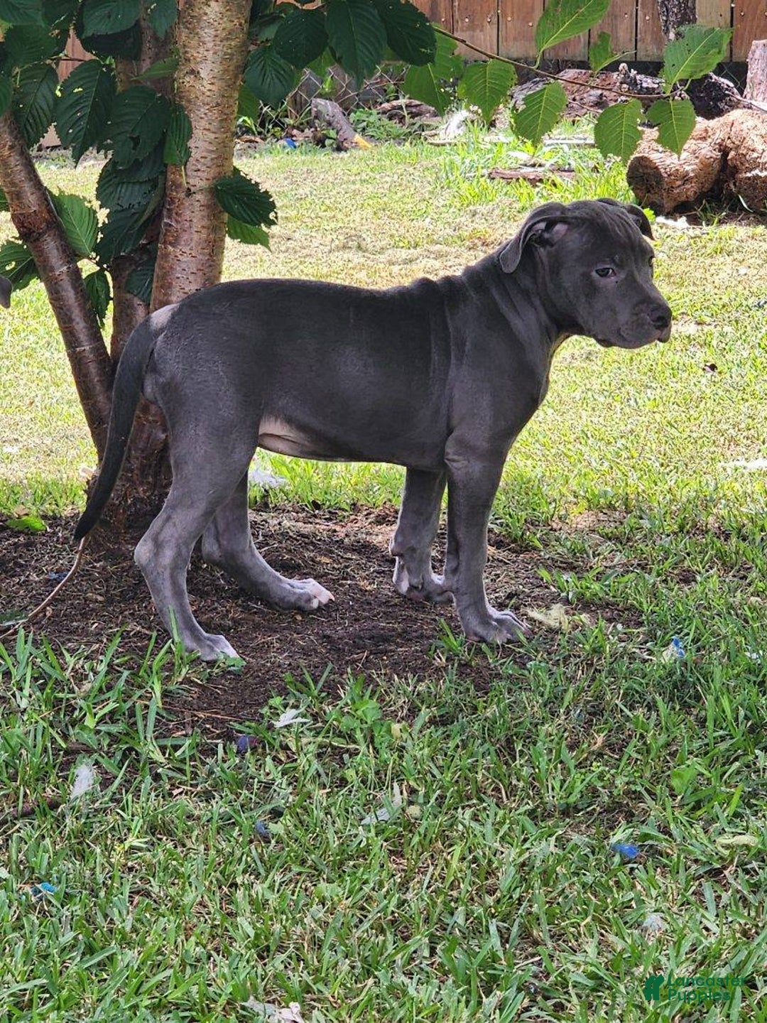 American Bully dogs for sale: Razor Edge Pup - Image 4