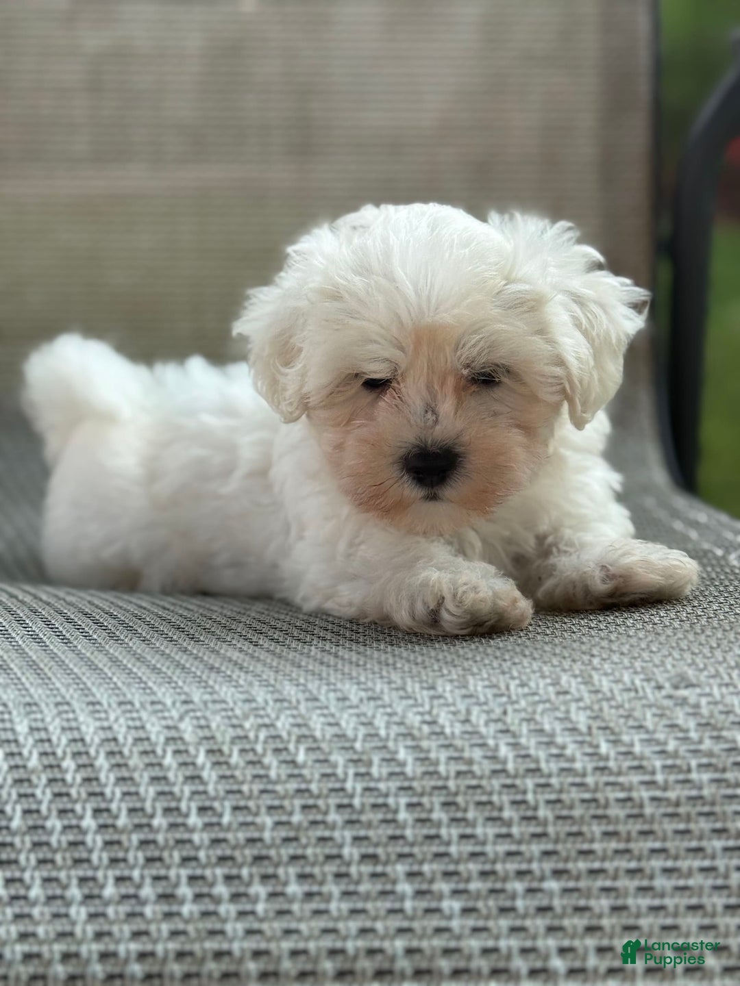 Maltese dogs for sale: Mason - Image 5