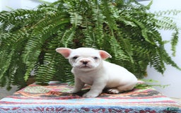 French Bulldog dogs for sale: French Bulldog 2 puppies - Image 2