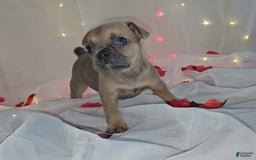 French Bulldog dogs for sale: French Bulldog 5 puppies - Image 5