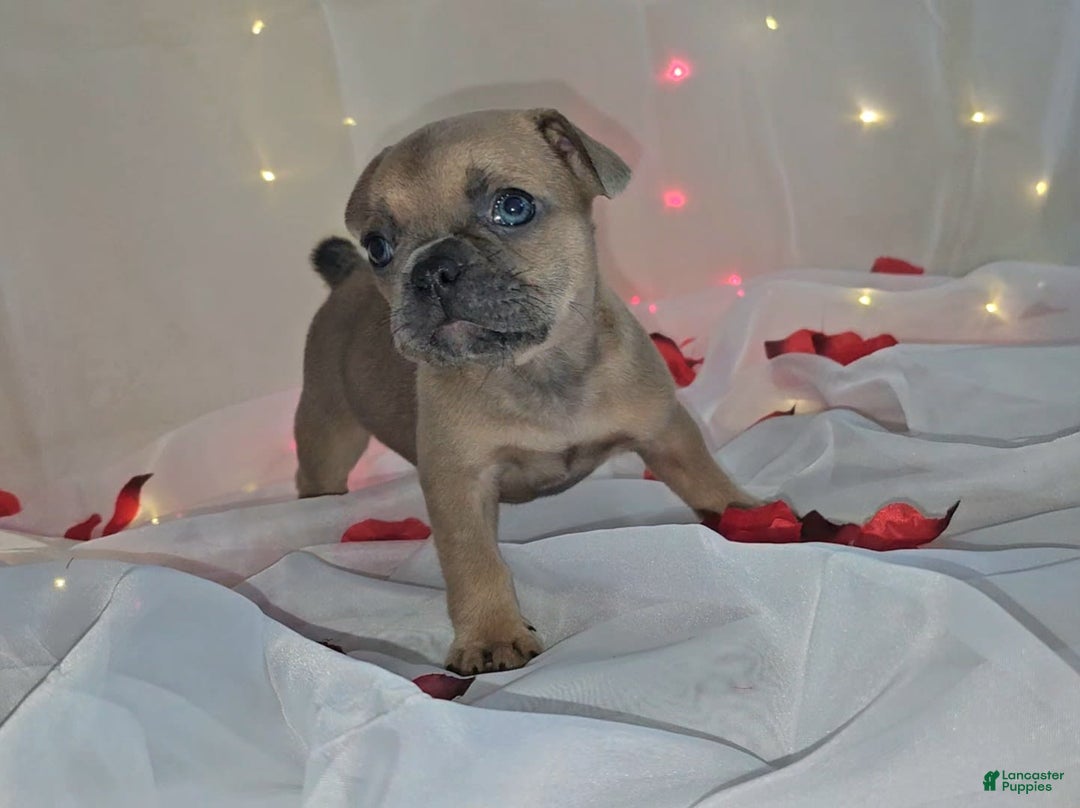 French Bulldog dogs for sale: French Bulldog 5 puppies - Image 5