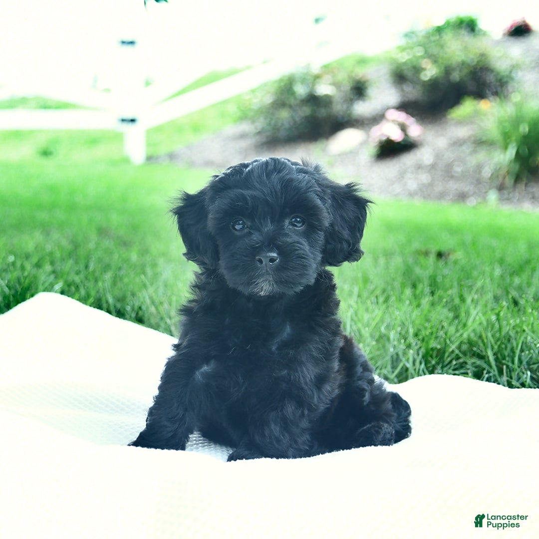 Cavapoo dogs for sale: Sophie - Image 1
