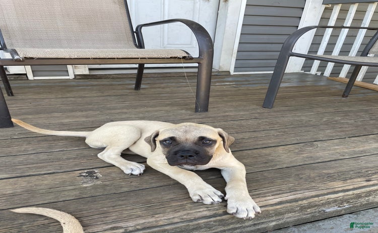 Bullmastiff dogs - Advert 3