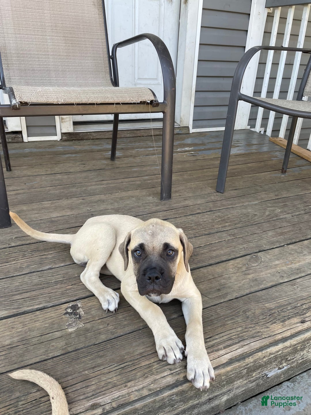 Bullmastiff dogs for sale: Josie - Image 2