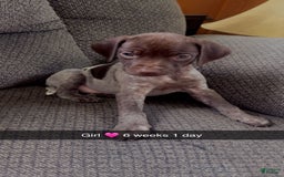 German Shorthaired Pointer dogs for sale: Gsp Puppy - Image 2