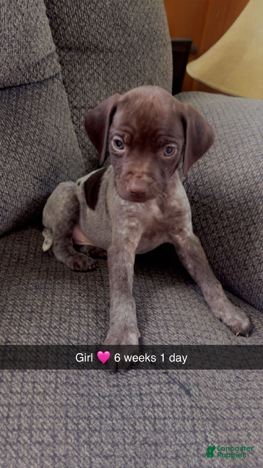 German Shorthaired Pointer dogs for sale: Gsp Puppy - Image 2