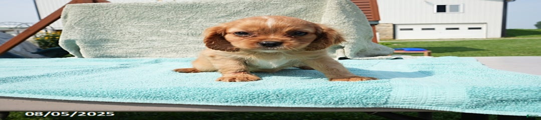 Gus