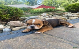 English Bulldog dogs for sale: Danny - Image 8