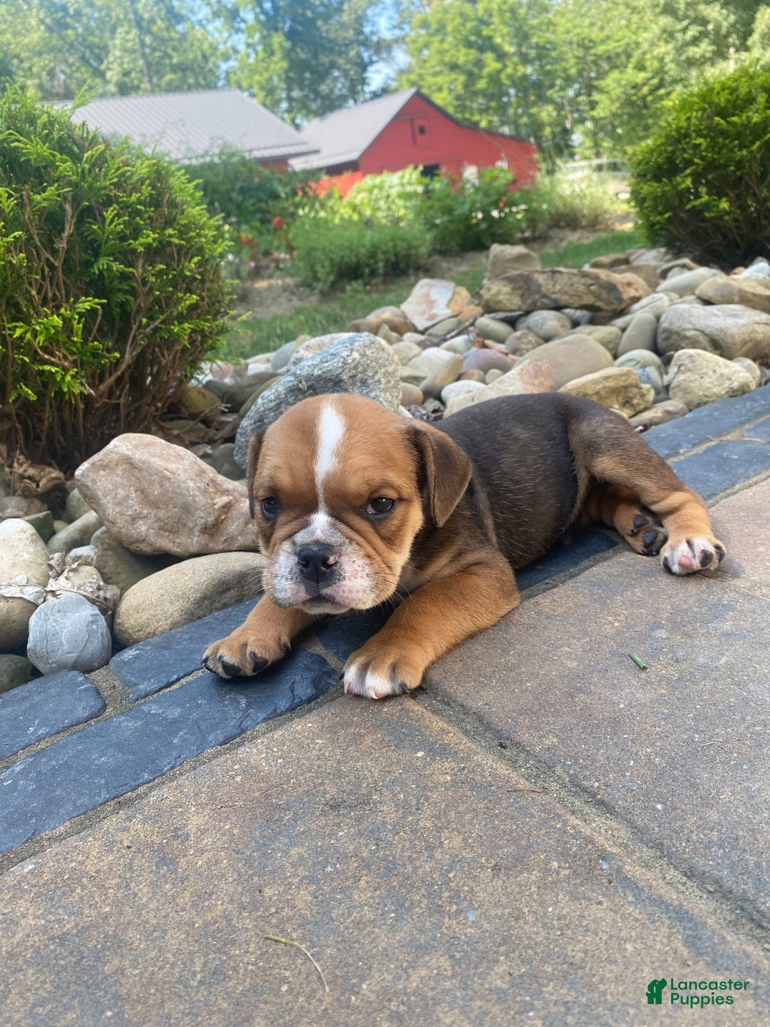 English Bulldog dogs for sale: Danny - Image 8