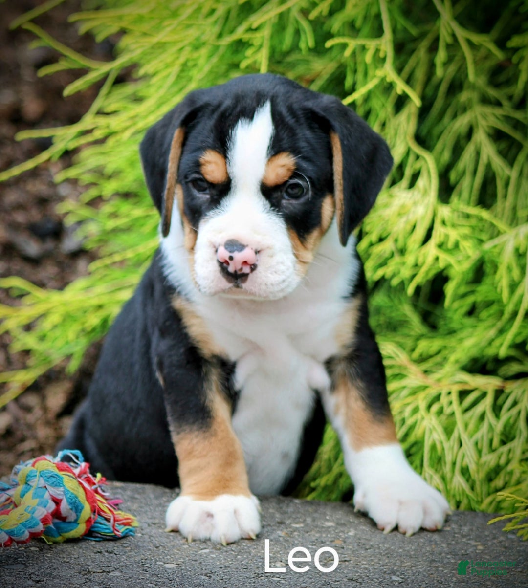 Beabull dogs for sale: Leo - Image 3