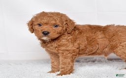 Mini Goldendoodle dogs for sale: Petite Scotty - Image 8