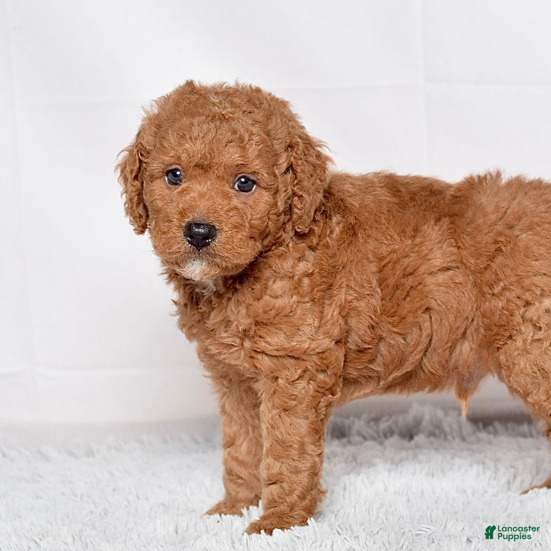 Mini Goldendoodle dogs for sale: Petite Scotty - Image 8
