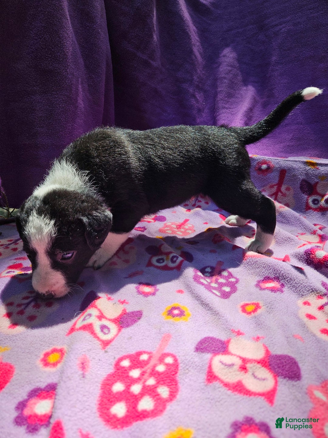 Border Collie dogs for sale: Fang - Image 2