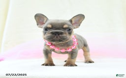 French Bulldog dogs for sale: Eleanor Akc - Image 4