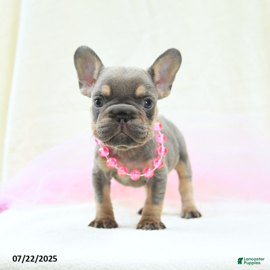 French Bulldog dogs for sale: Eleanor Akc - Image 4