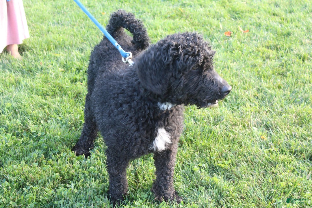 Spanish Water Dog dogs for sale: Oreo Cookie - Image 5