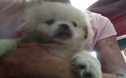 Pekingese dogs for sale: Aspen - Image 5