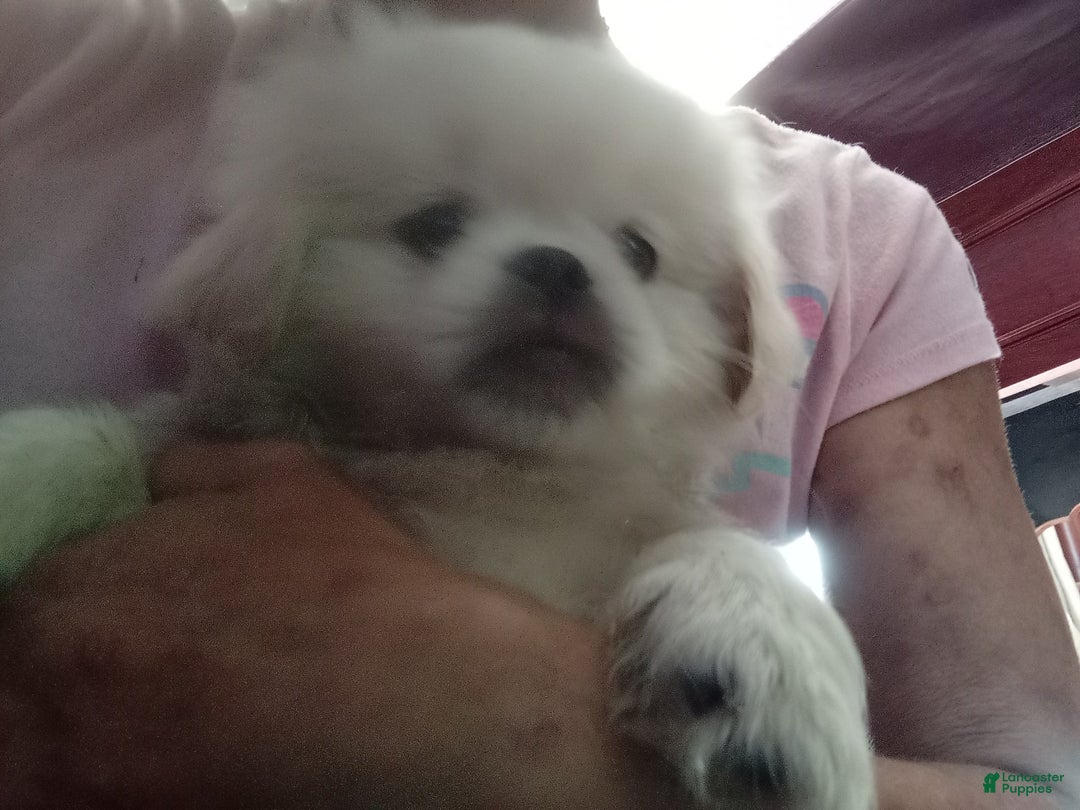 Pekingese dogs for sale: Aspen - Image 5