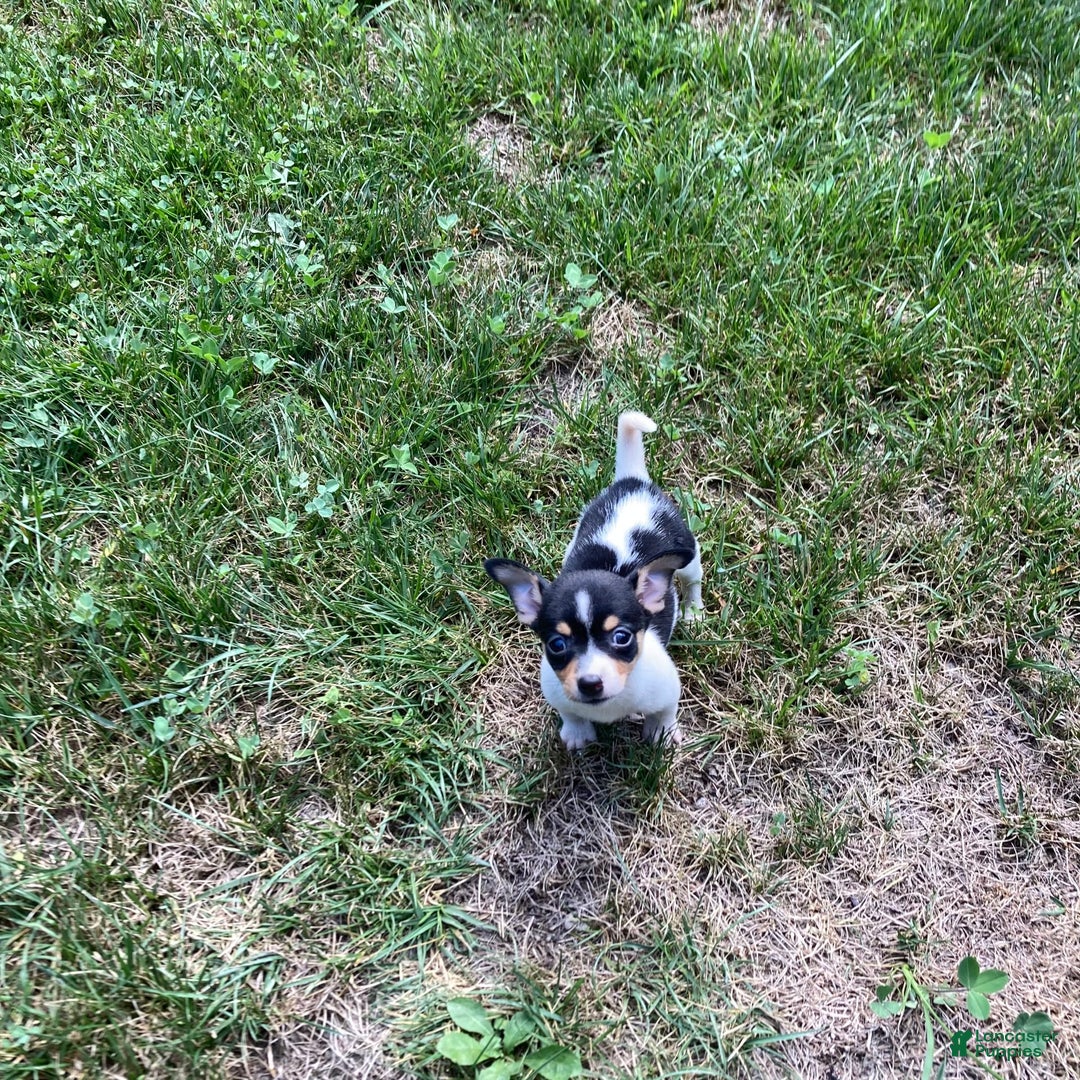 Chihuahua dogs for sale: Miles - Image 3