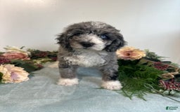 Mini Bernedoodle dogs for sale: Rune - Image 8