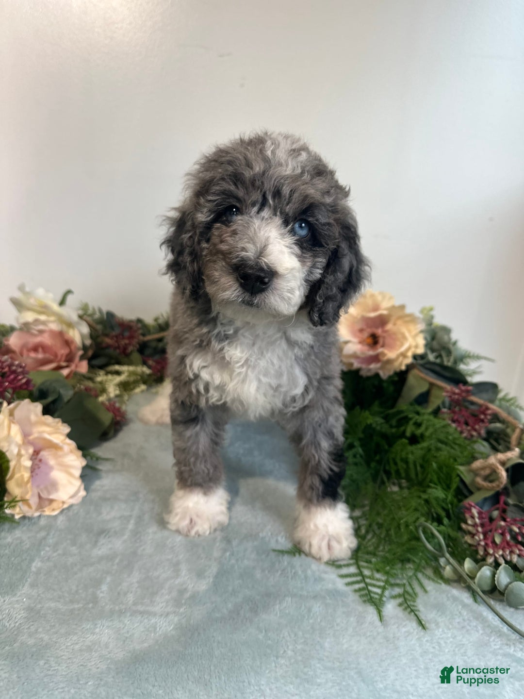 Mini Bernedoodle dogs for sale: Rune - Image 8