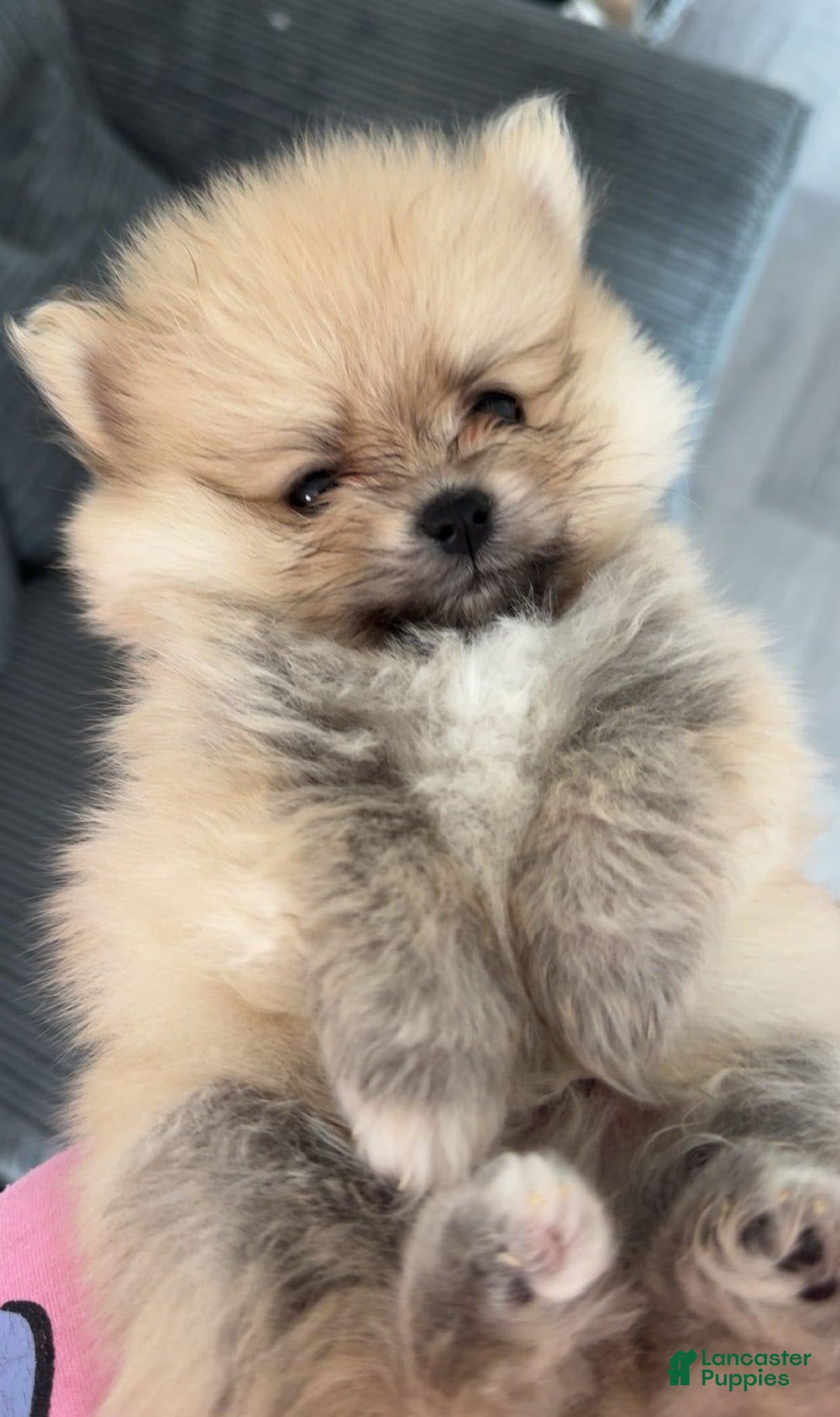 Pomeranian dogs for sale: Laura - Image 1