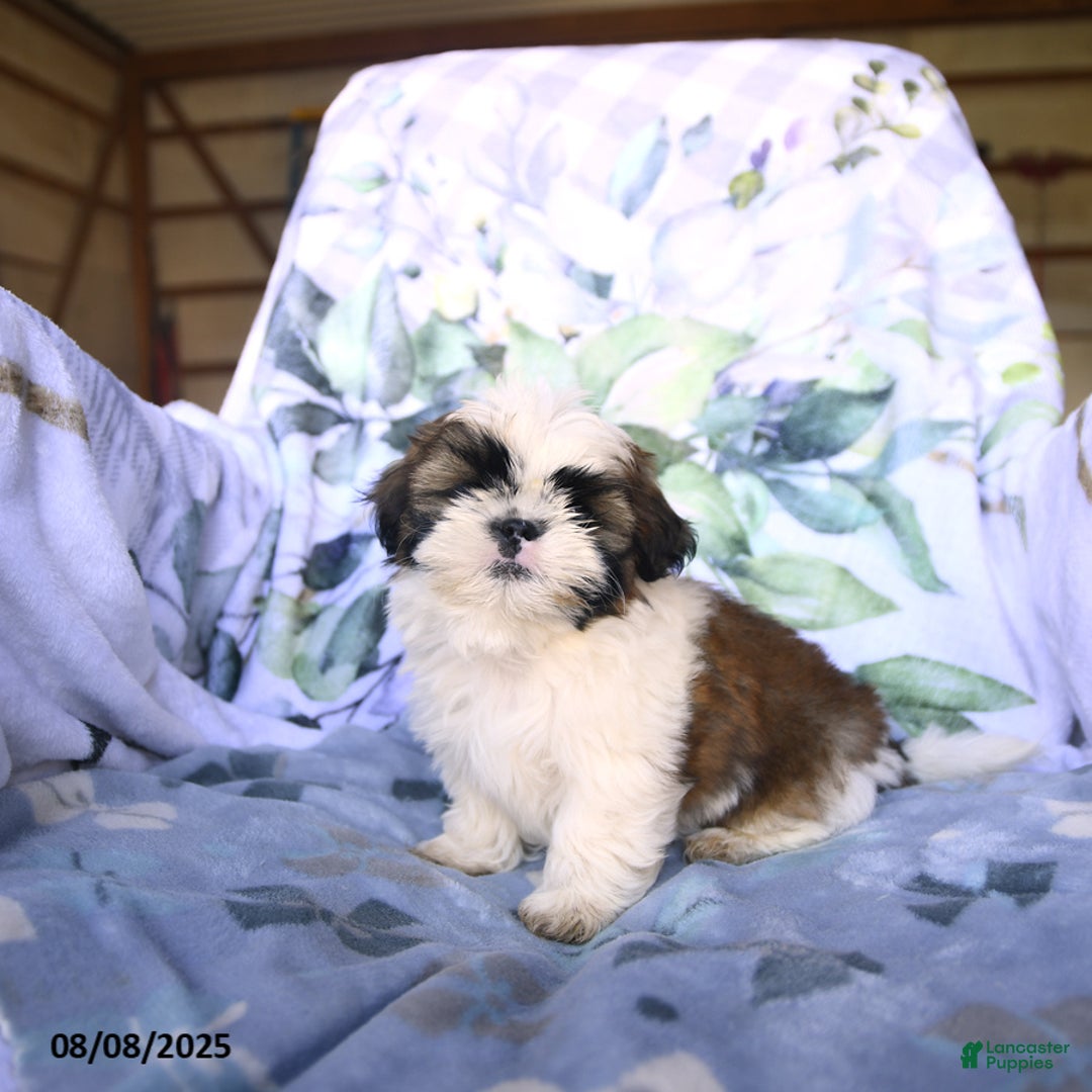 Shih Tzu dogs for sale: King - Image 3