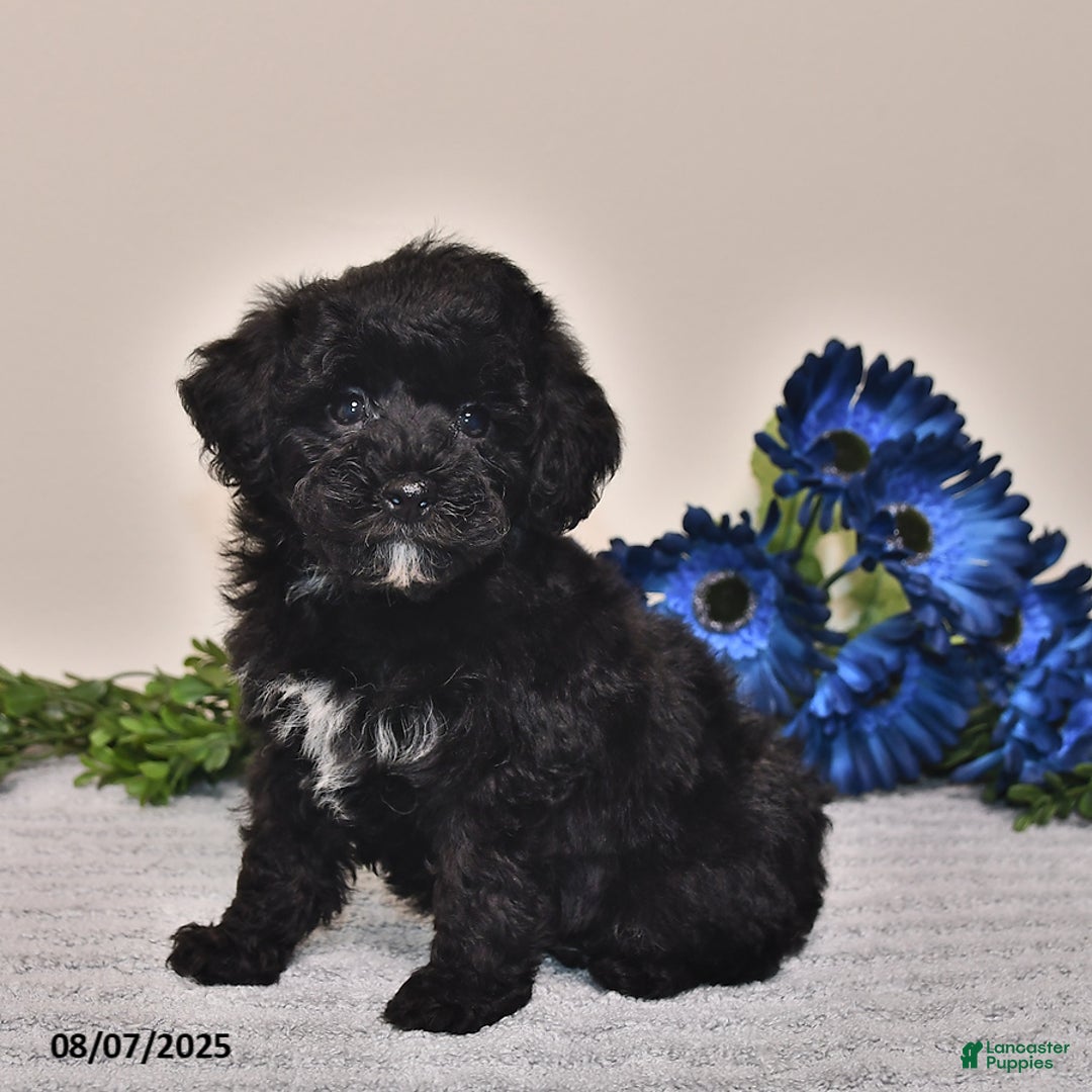 Miniature Poodle dogs for sale: Miniature Poodle 3 puppies - Image 2