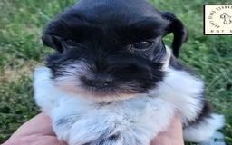 Miniature Schnauzer dogs for sale: Ash - Image 2