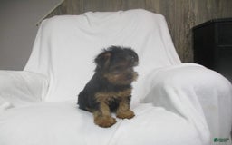 Yorkshire Terrier dogs for sale: Buddy - Image 19