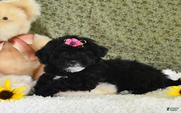 Havapoo dogs for sale: Lollipop - Image 9