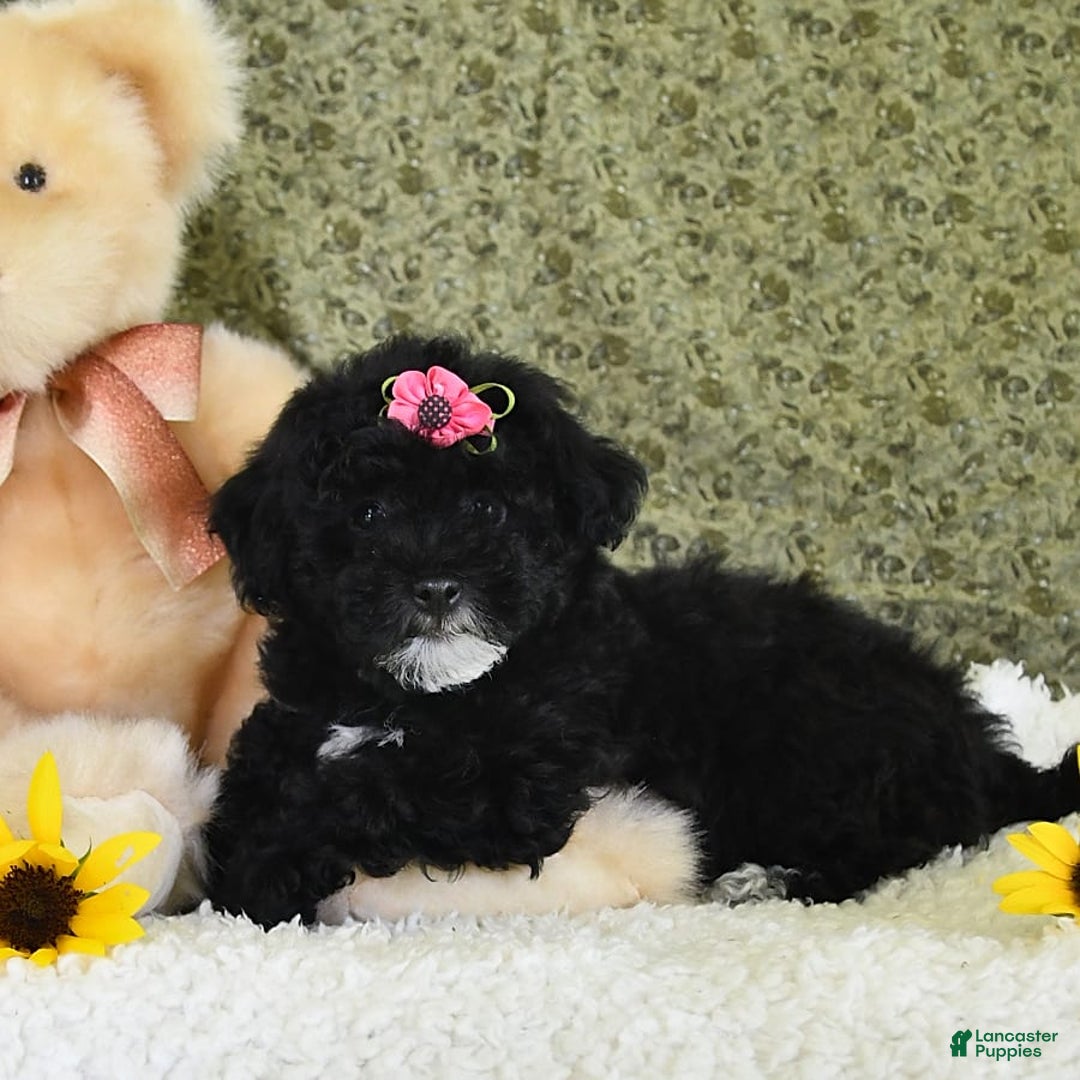 Havapoo dogs for sale: Lollipop - Image 9