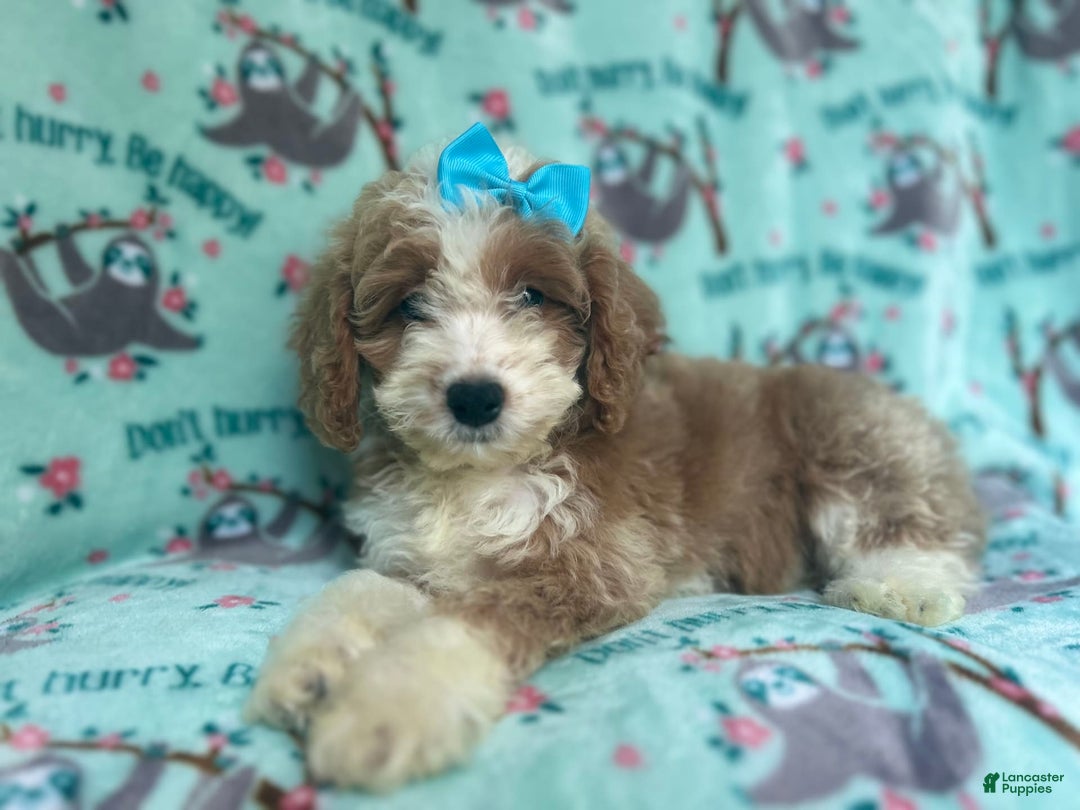 Cockapoo dogs for sale: Buttercup - Image 1