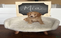 Goldendoodle dogs for sale: Mia - Image 4