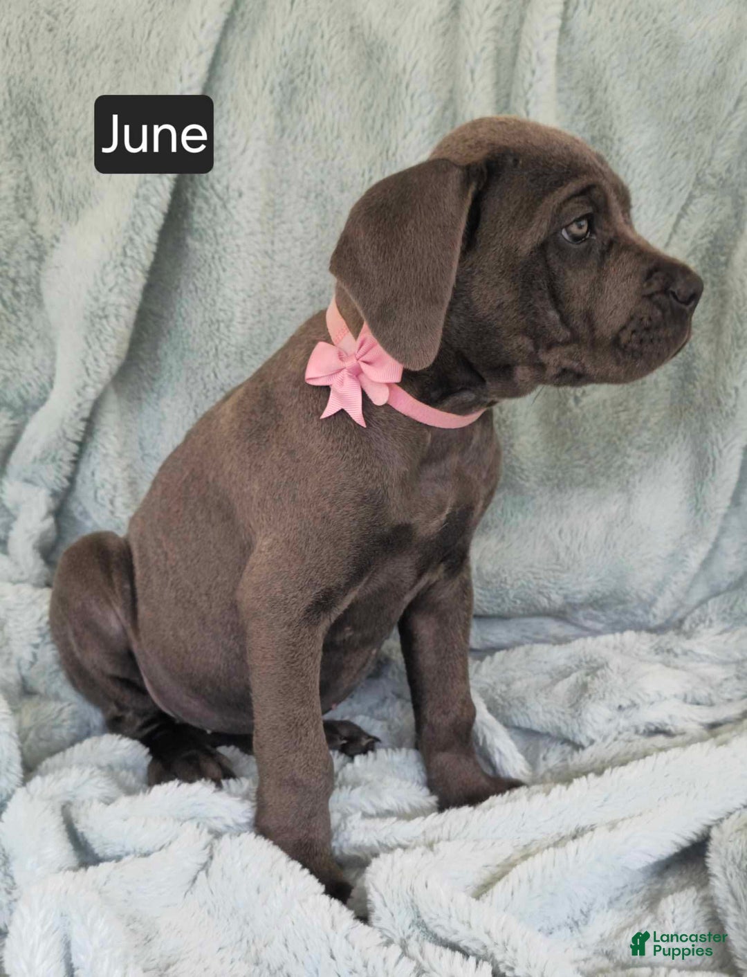 Cane Corso dogs for sale: June - Image 1
