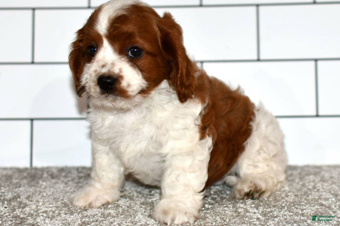 Cavapoo dogs for sale: Callie - Image 6