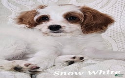 Cavapoo dogs for sale: Cavapoo 2 puppies - Image 1
