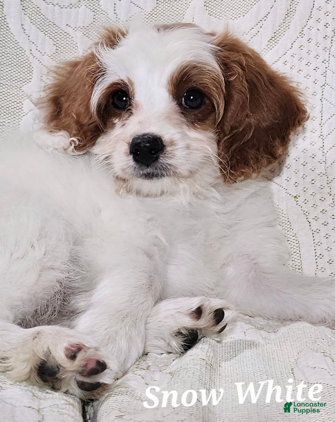 Cavapoo dogs for sale: Cavapoo 2 puppies - Image 1