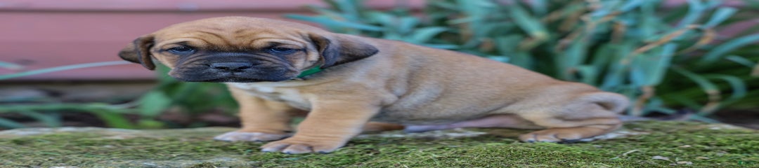 Victor