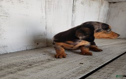 Miniature Dachshund dogs for sale: Sophie - Image 8