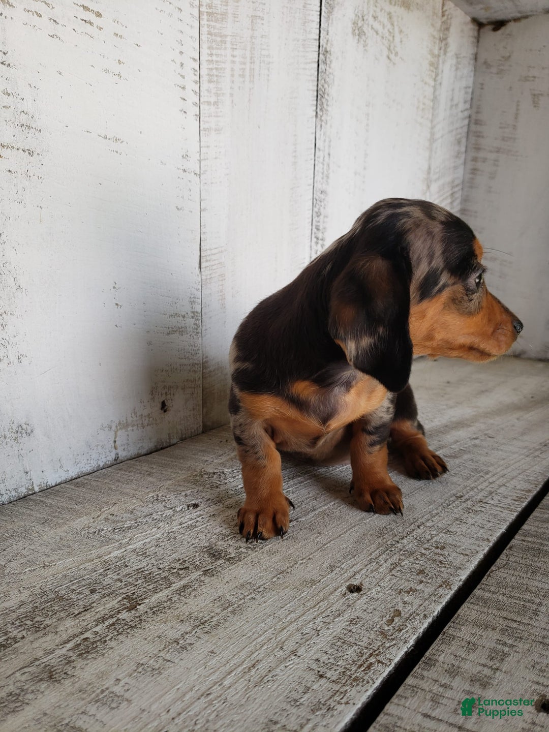 Miniature Dachshund dogs for sale: Sophie - Image 8