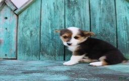 Welsh Corgi Pembroke dogs for sale: Leo - Image 7