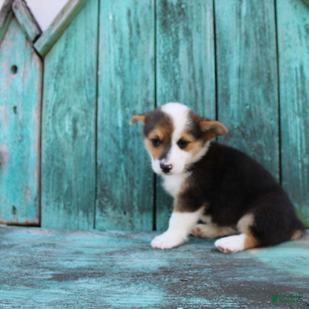 Welsh Corgi Pembroke dogs for sale: Leo - Image 7
